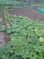 20100215Farm Visit08.jpg